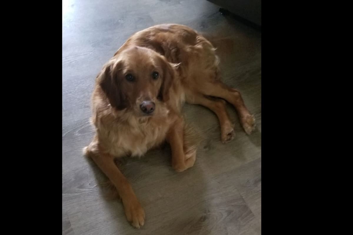 Golden Retriever Puppies breeder image 4