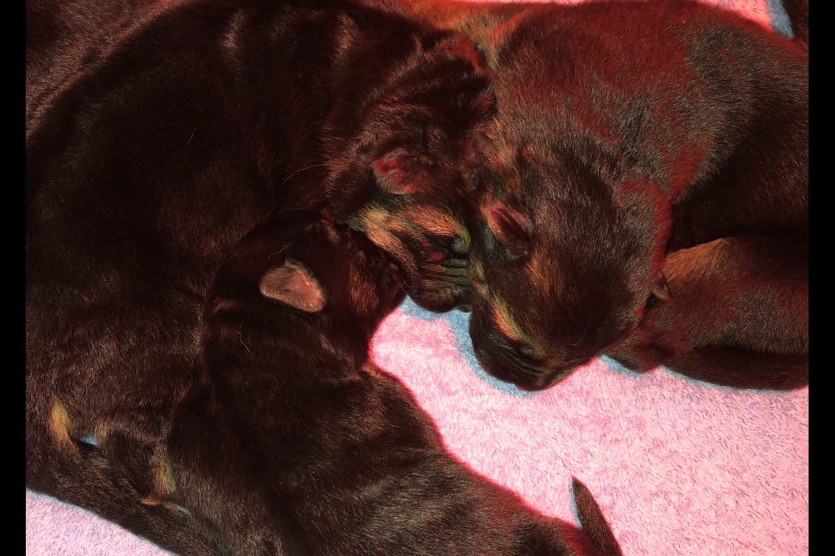 German Shepherd Dog Puppies breeder image 3