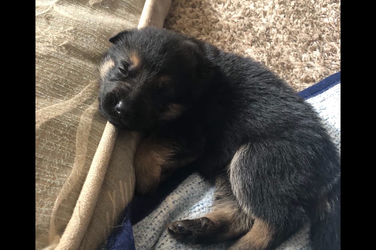 German Shepherd Dog Puppies breeder image 11
