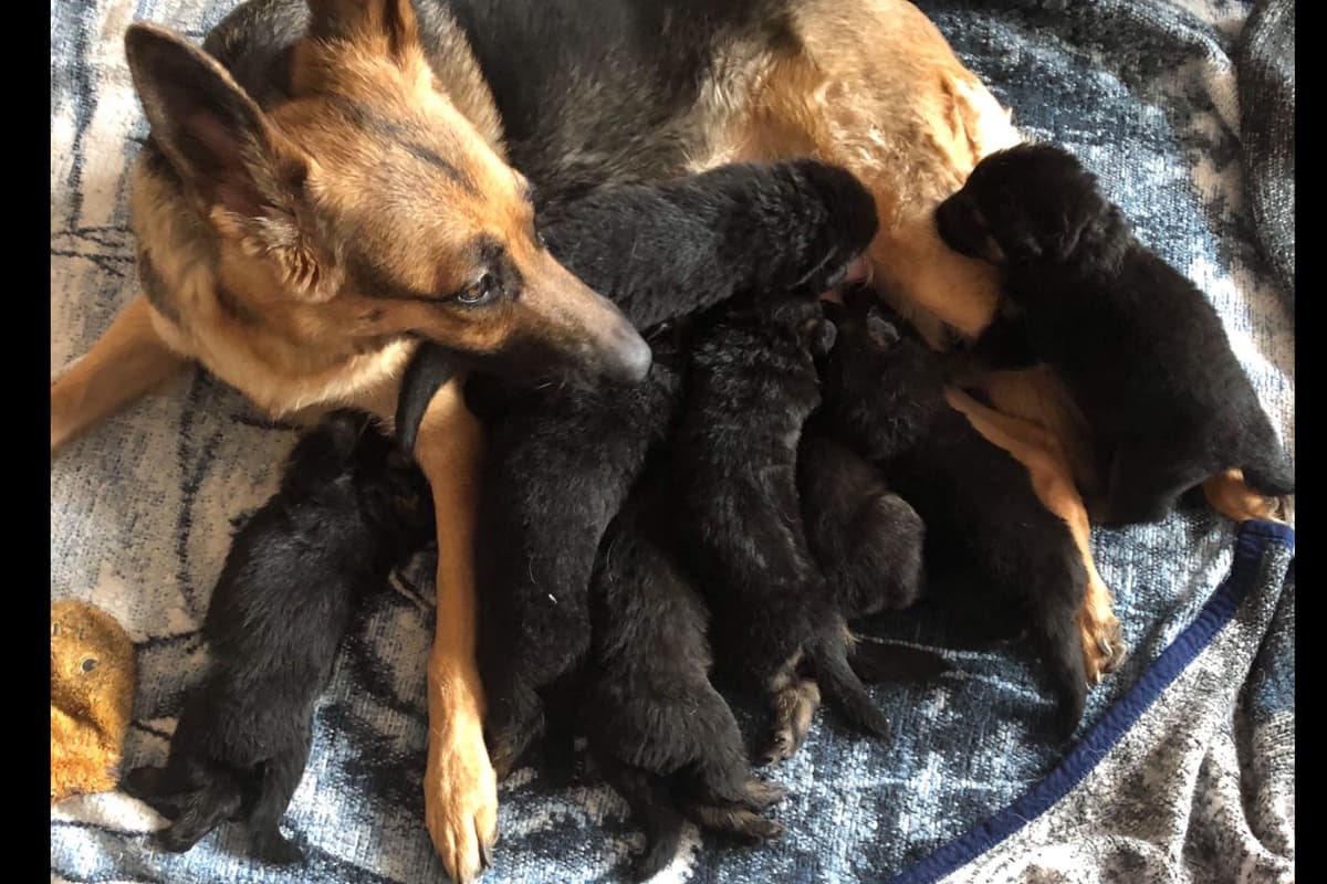 German Shepherd Dog Puppies breeder image 12