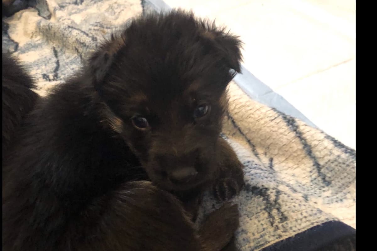 German Shepherd Dog Puppies breeder image 14