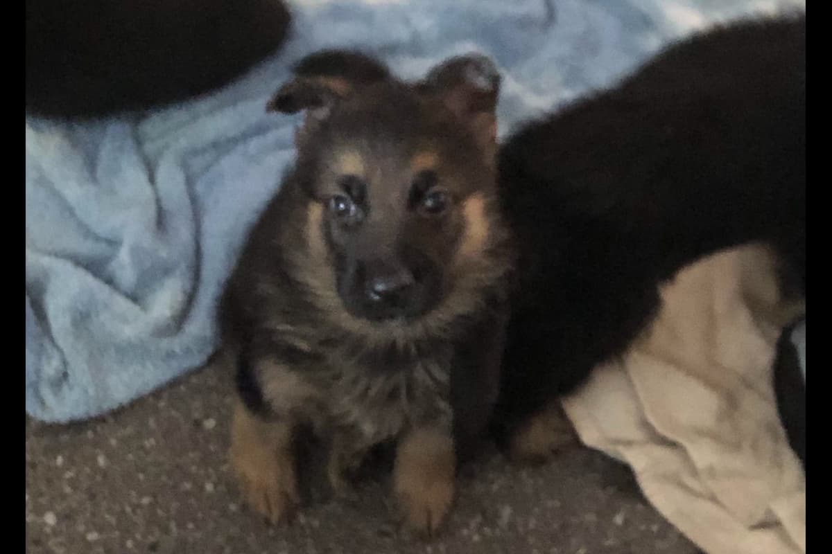 German Shepherd Dog Puppies breeder image 15