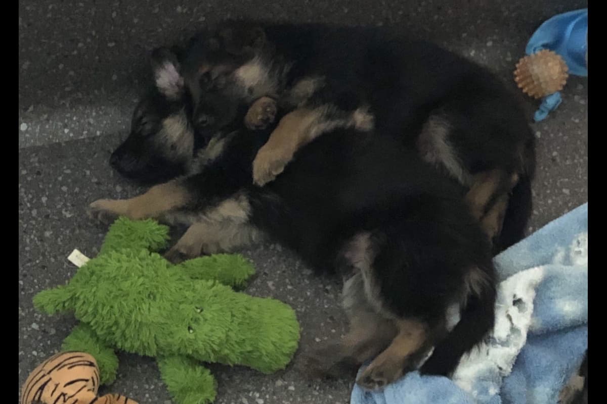 German Shepherd Dog Puppies breeder image 16