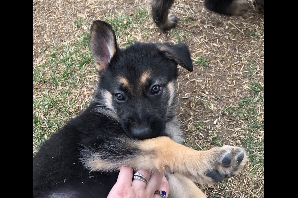 German Shepherd Dog Puppies breeder image 22