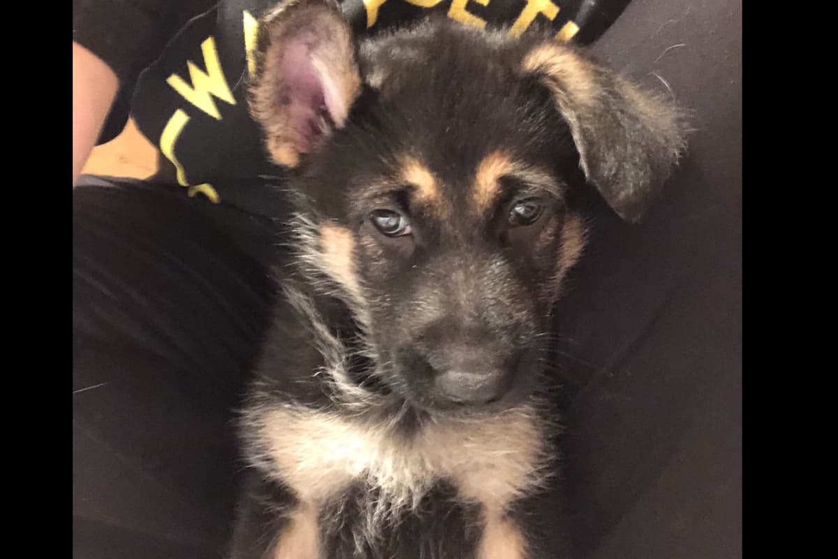 German Shepherd Dog Puppies breeder image 24