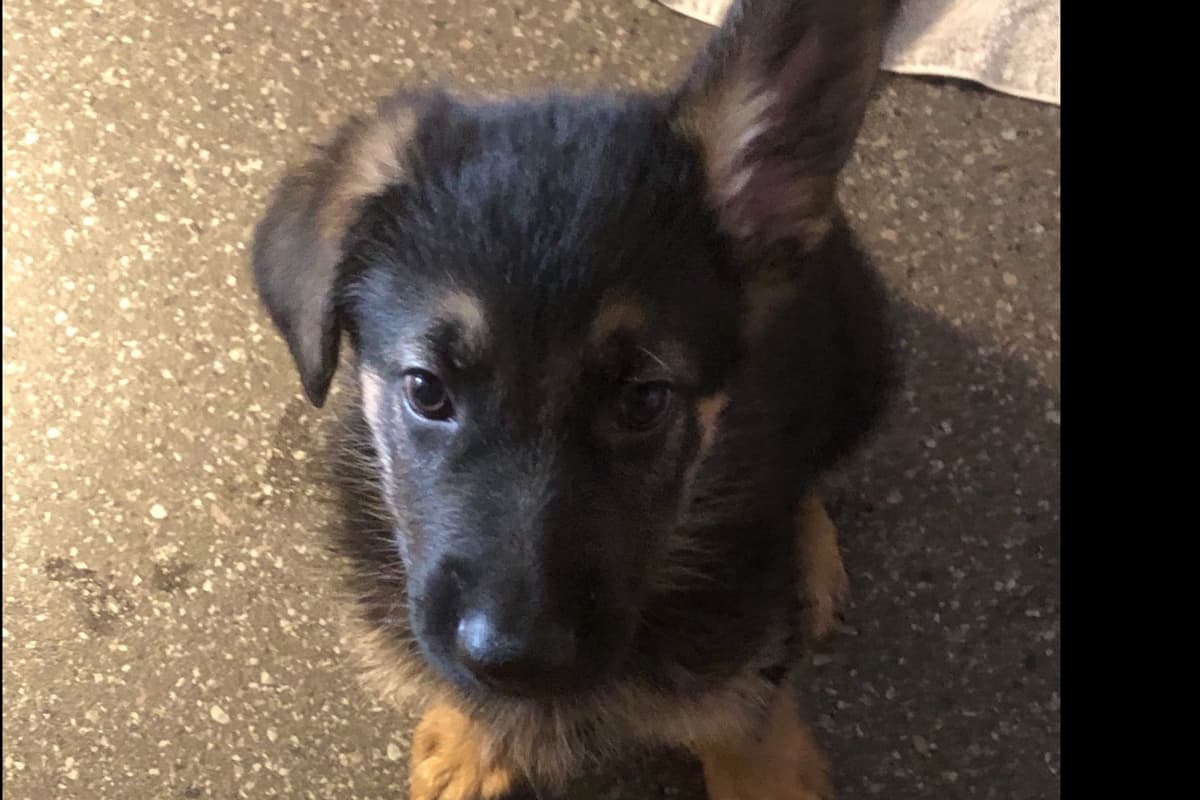 German Shepherd Dog Puppies breeder image 25