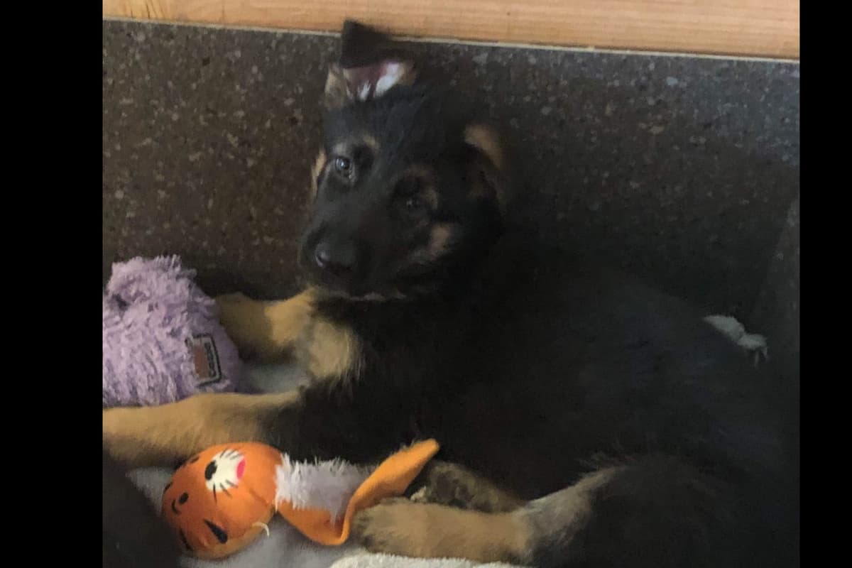 German Shepherd Dog Puppies breeder image 26