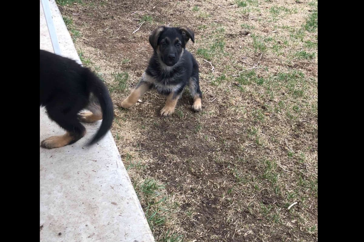 German Shepherd Dog Puppies breeder image 28