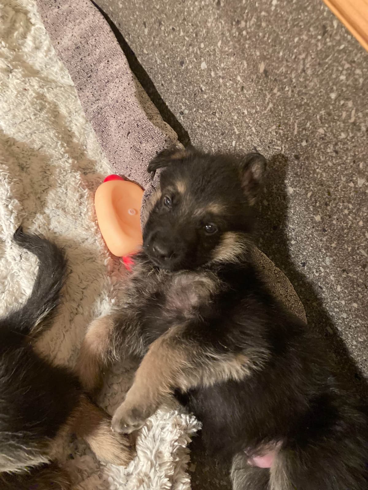 German Shepherd Dog Puppies breeder image 33