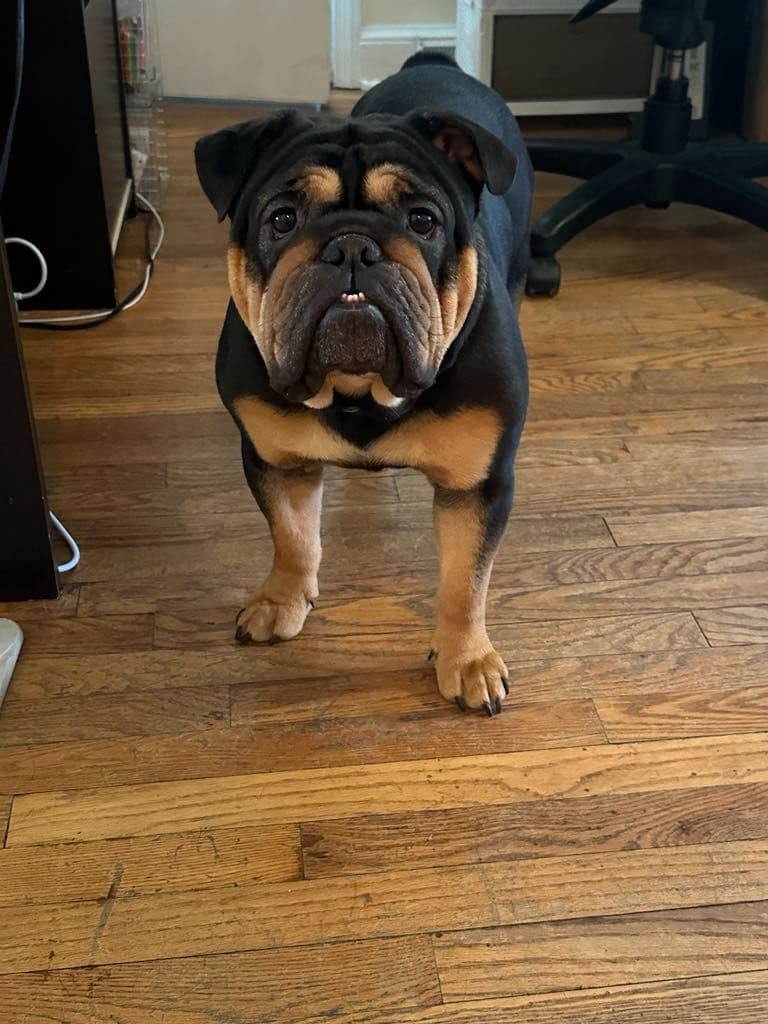 Bulldog Puppies breeder image 2