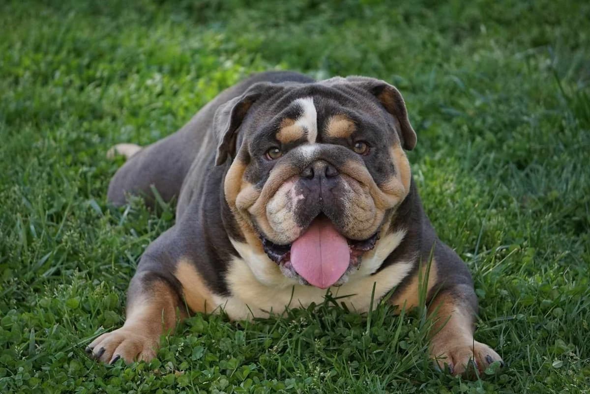 Bulldog Puppies breeder image 5