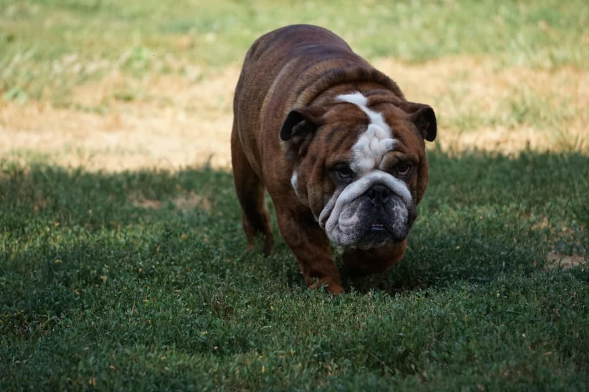 Bulldog Puppies breeder image 6