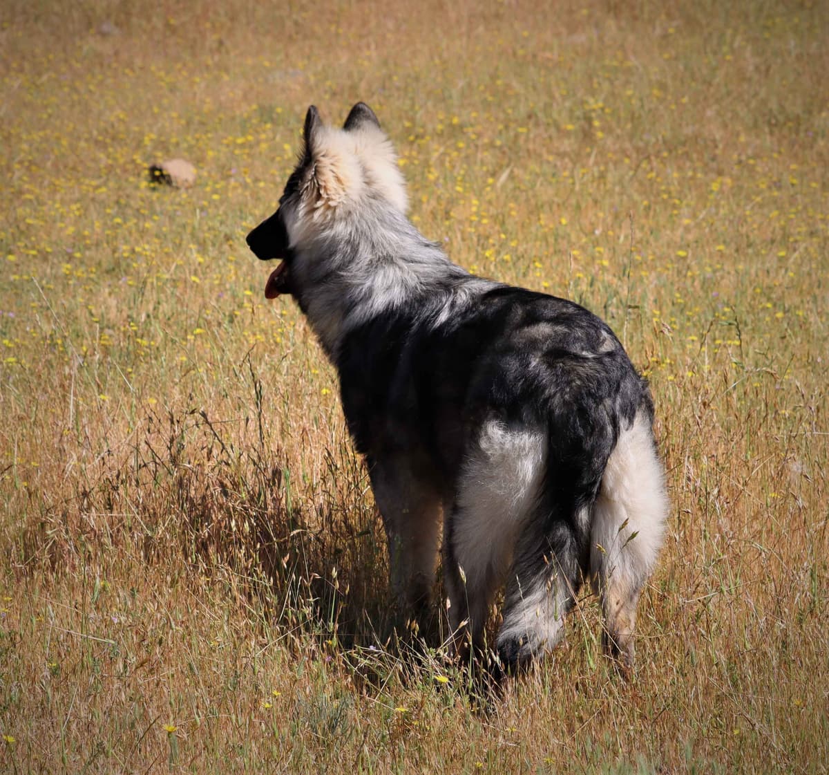 AKC WHITE German Shepherd Pups- Family & Farm raised- Health Tested breeder image 19