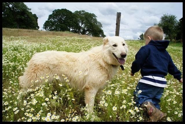 AKC WHITE German Shepherd Pups- Family & Farm raised- Health Tested breeder image 36