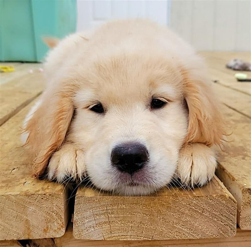 Family raised, OFA/DNA tested parents, Golden Retriever Puppies breeder image 4