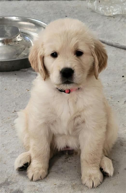 Family raised, OFA/DNA tested parents, Golden Retriever Puppies breeder image 5