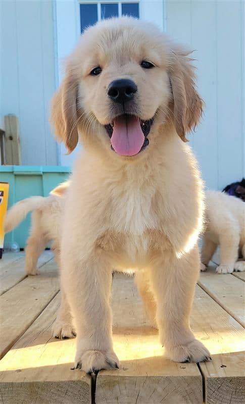 Family raised, OFA/DNA tested parents, Golden Retriever Puppies breeder image 12