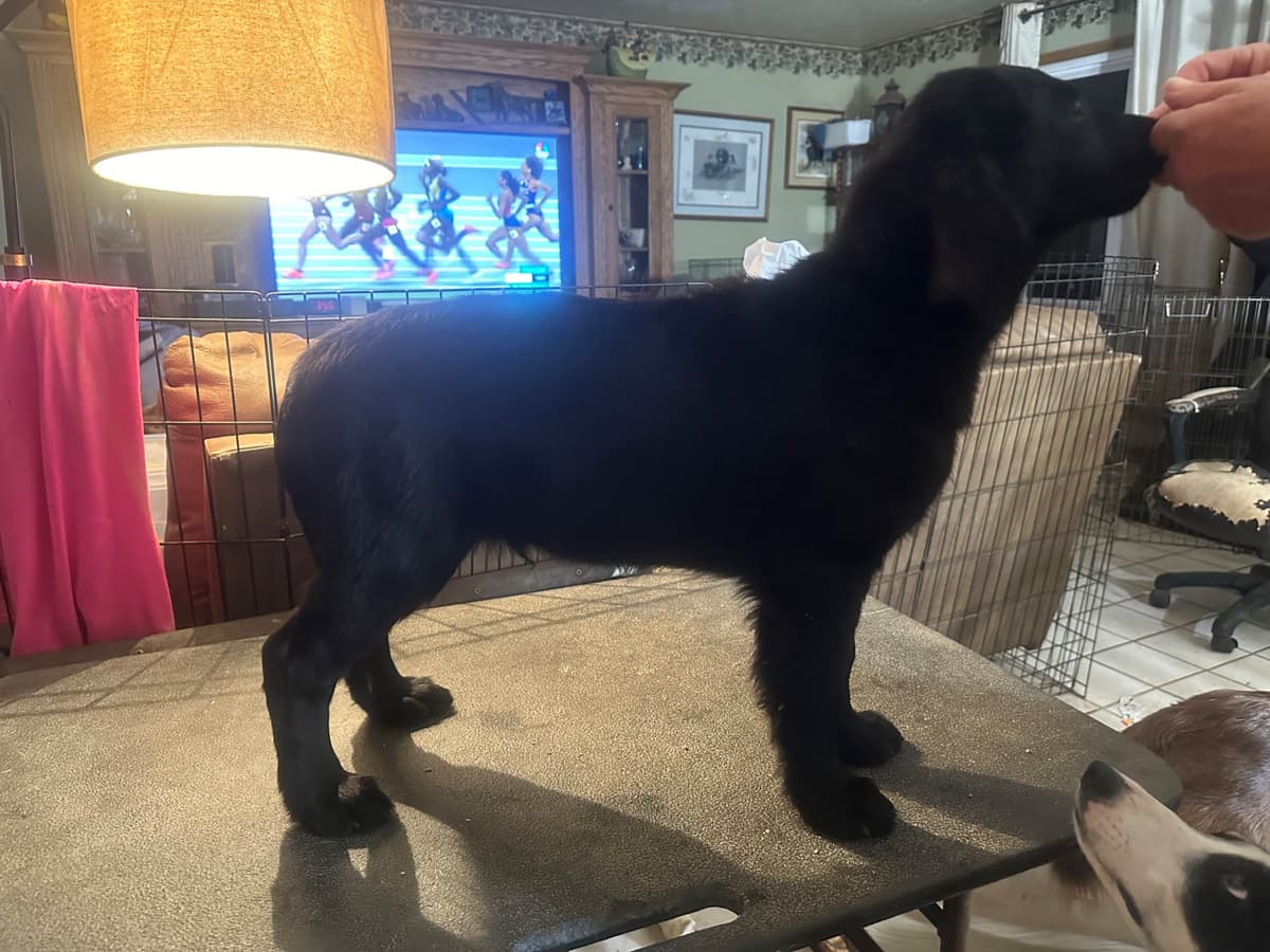 Loveable Flat-Coated Retriever Puppies breeder image 9