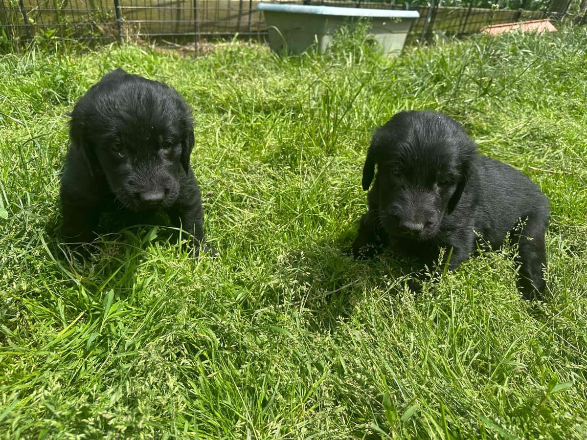 Loveable Flat-Coated Retriever Puppies breeder image 25