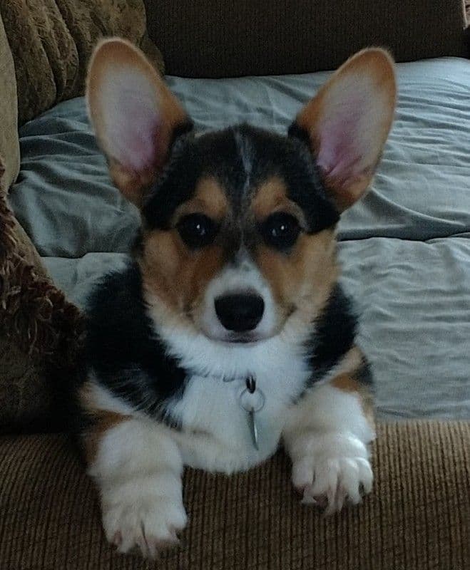 Indian Creek Corgis - Crystal breeder image 40