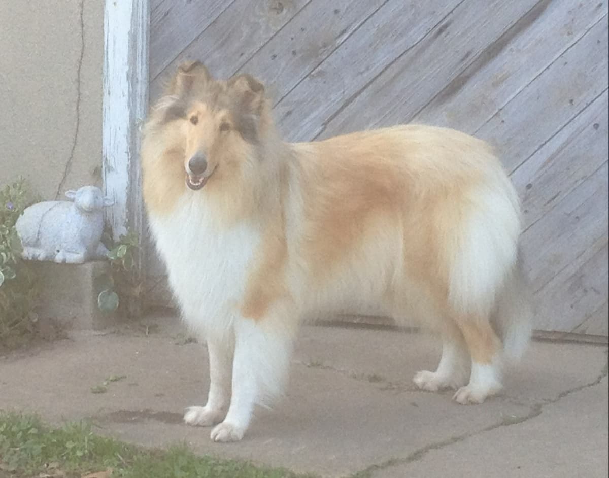 Rough & Smooth; Home Raised, Health Tested breeder image 3