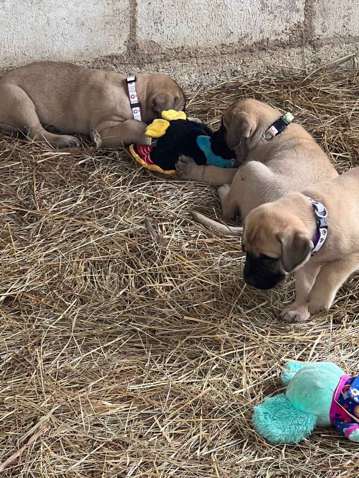Mastiff Puppies breeder image 8