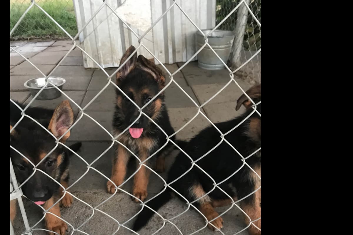 German Shepherd Dog Puppies breeder image 21