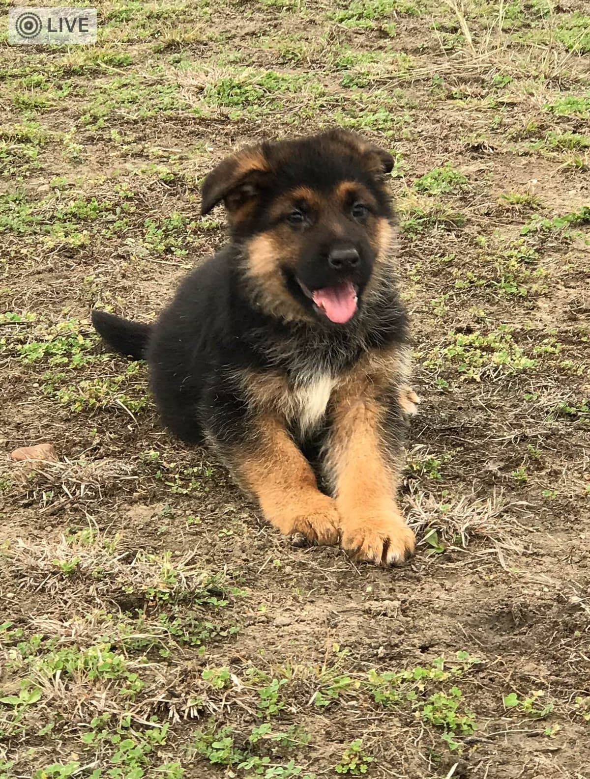 German Shepherd Dog Puppies breeder image 26