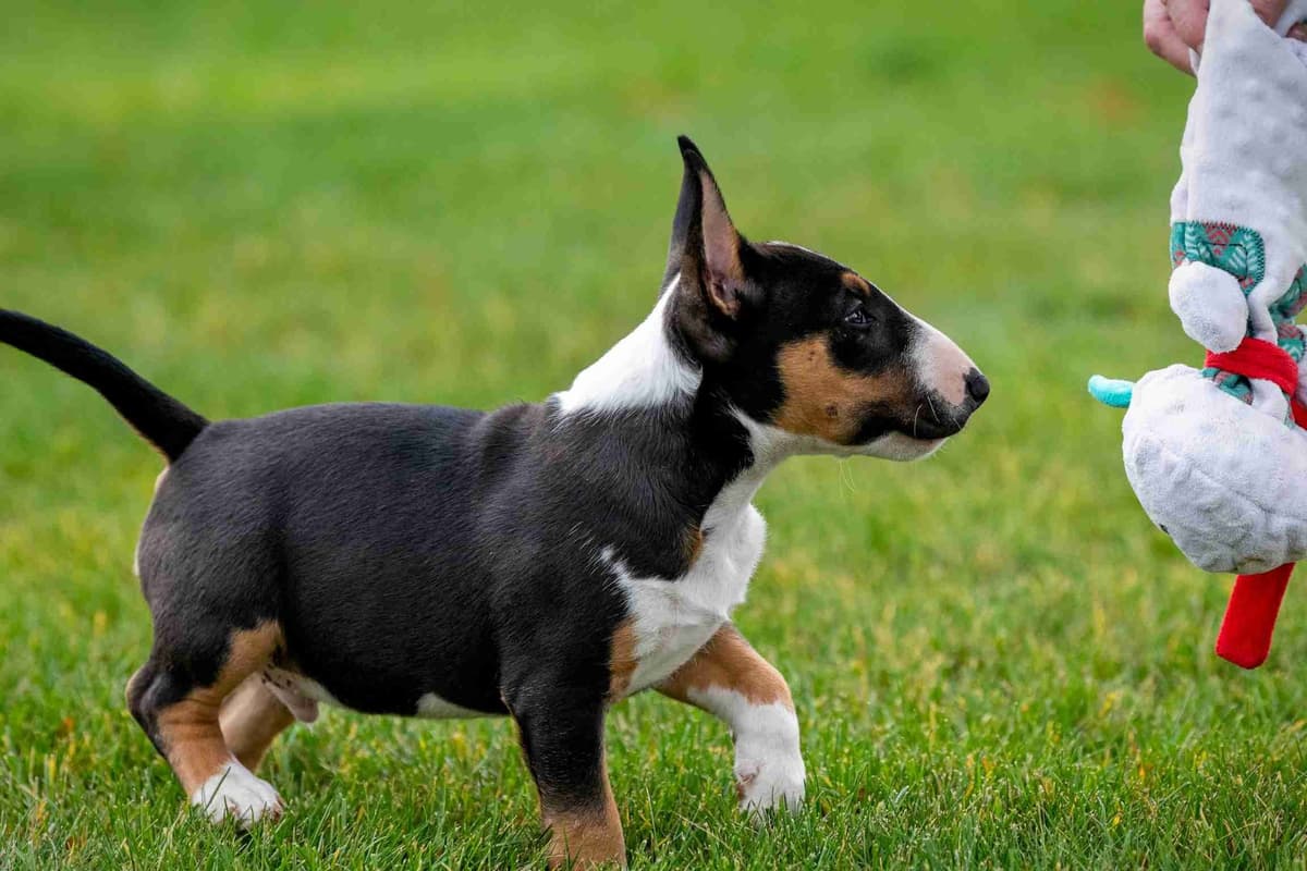 Miniature Bull Terrier Puppies breeder image 3