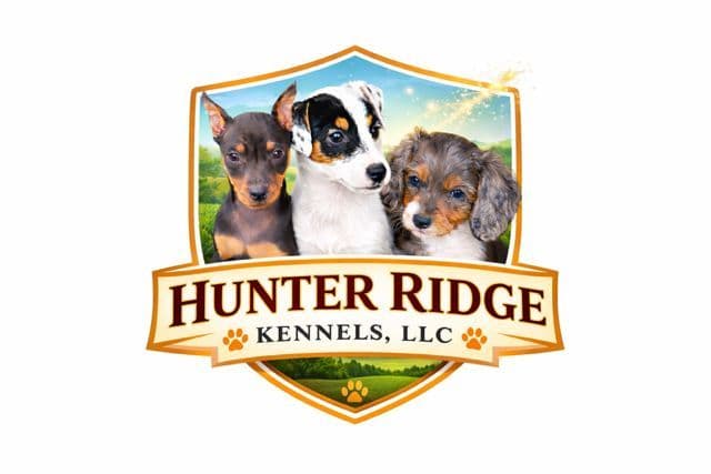Health Tested parents-Dachshund Puppies (Color Galore) breeder image 4