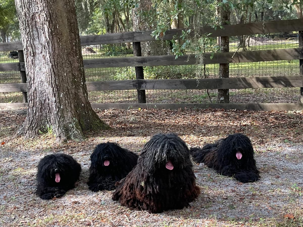 Puli Puppies breeder image 1