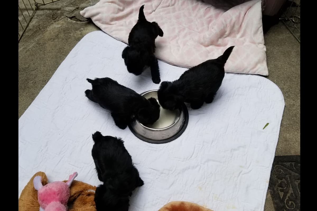 Affenpinscher Puppies breeder image 5