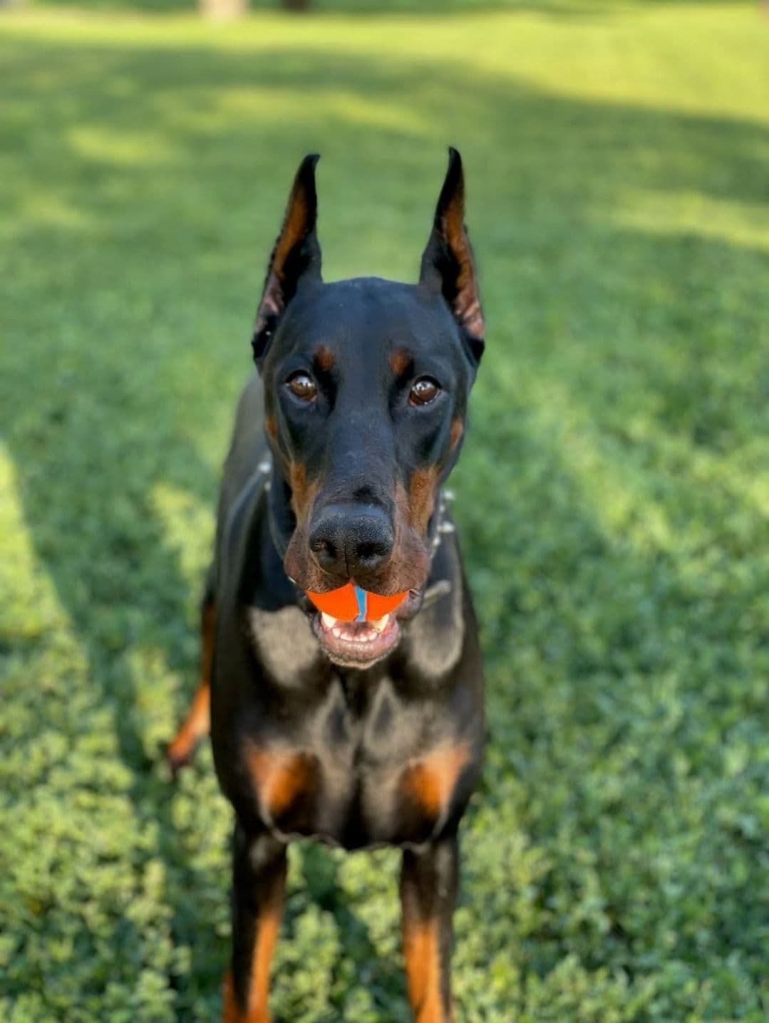Doberman Pinscher Puppies breeder image 12