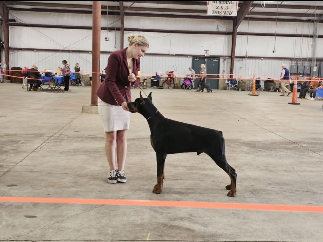 Doberman Pinscher Puppies breeder image 11