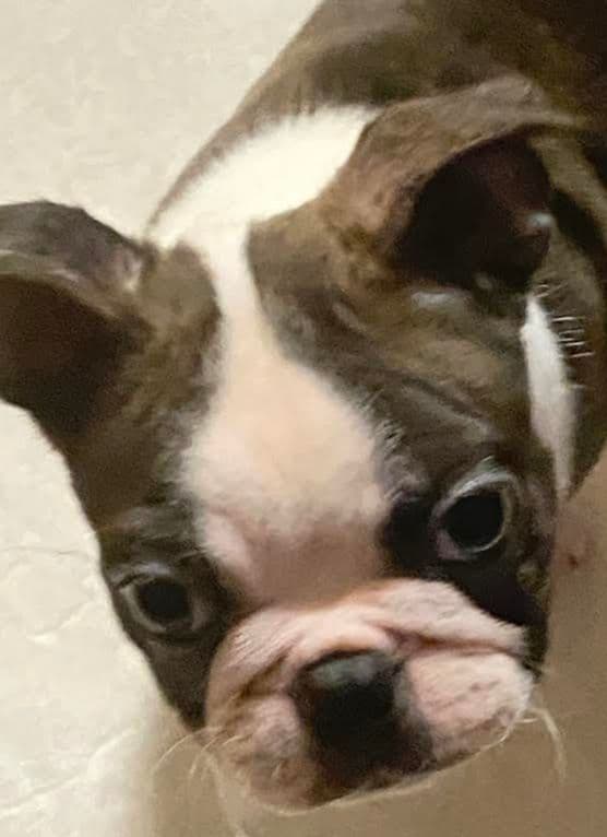 Boston Terrier Puppies breeder image 1
