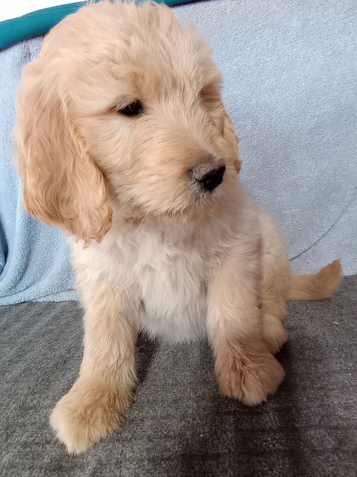 Golden Retriever Puppies breeder image 12