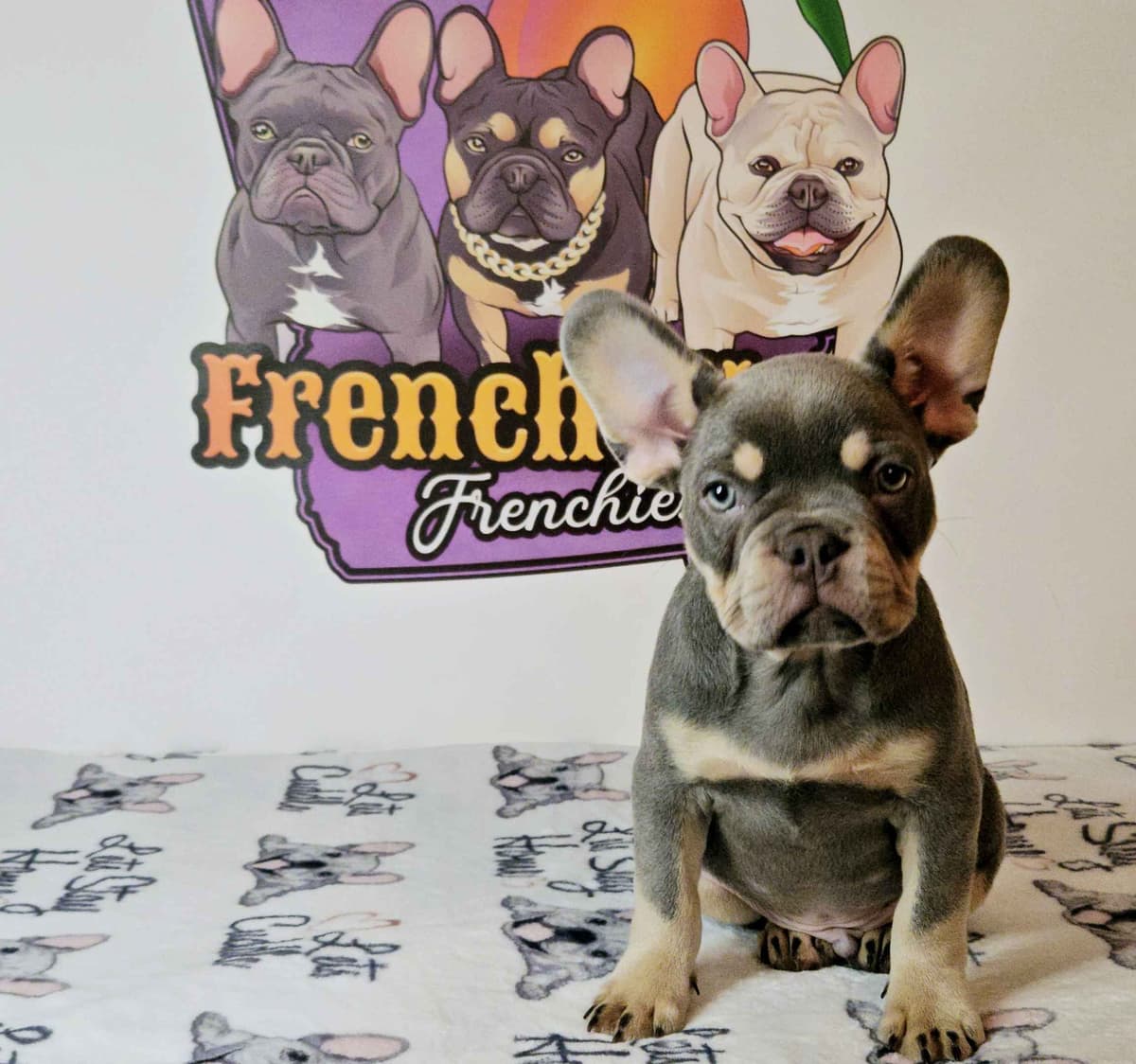 French Bulldog Puppies breeder image 13
