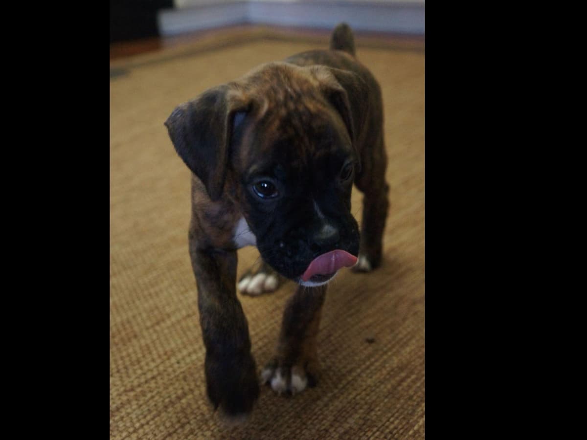 Boxer Puppies breeder image 10