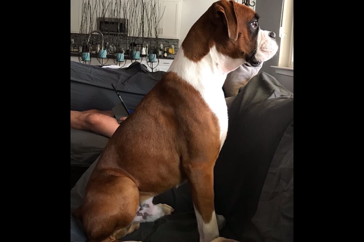 Boxer Puppies breeder image 15