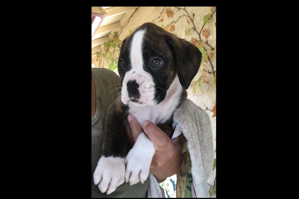 Boxer Puppies breeder image 38