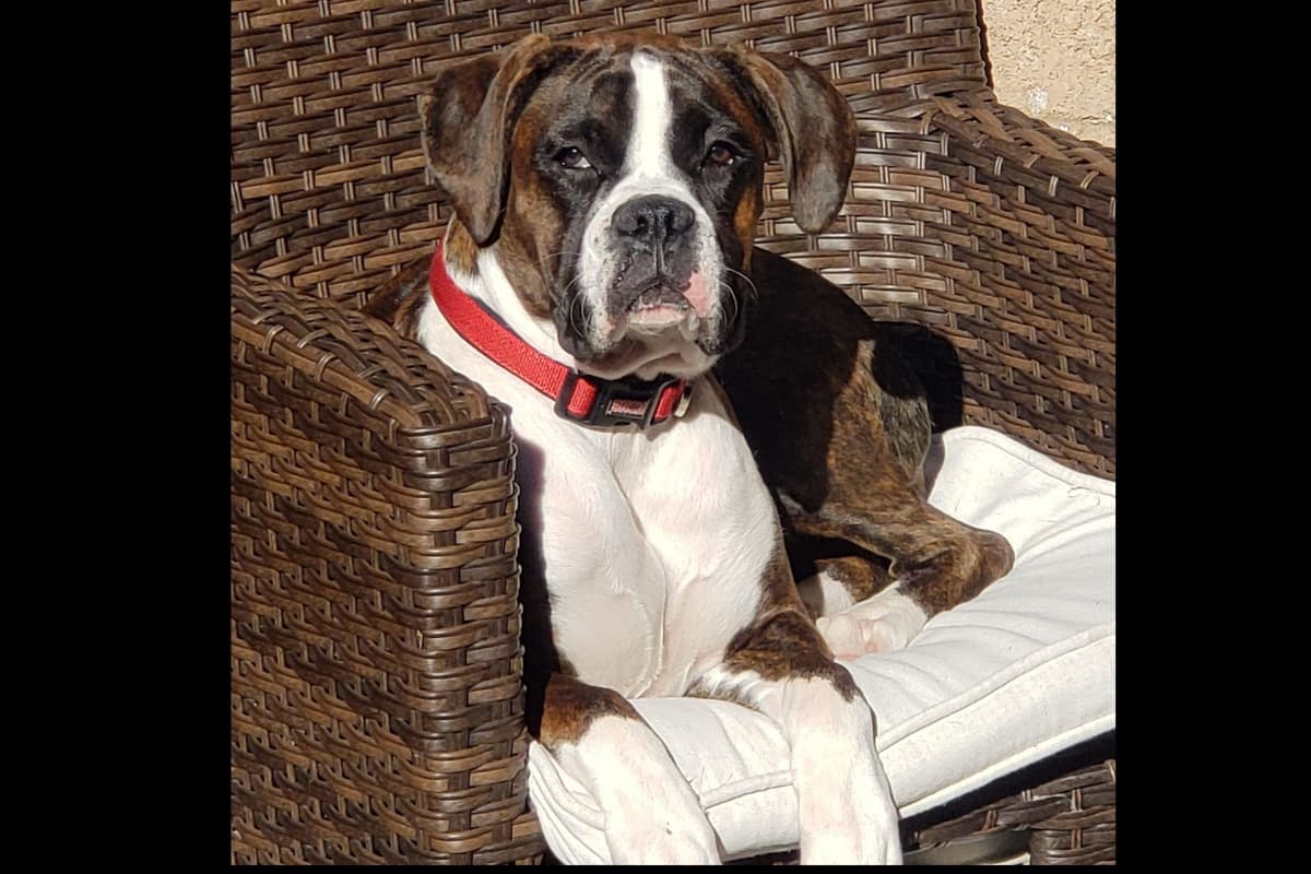 Boxer Puppies breeder image 40