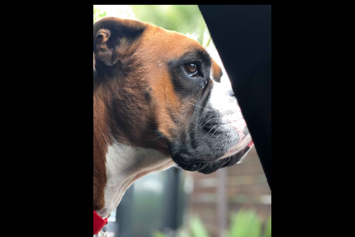 Boxer Puppies breeder image 50