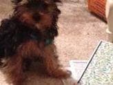 Yorkshire Terrier Puppies (small) breeder image 2