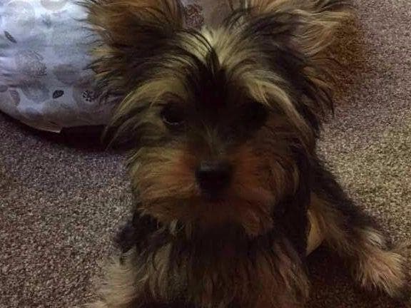 Yorkshire Terrier Puppies (small) breeder image 8