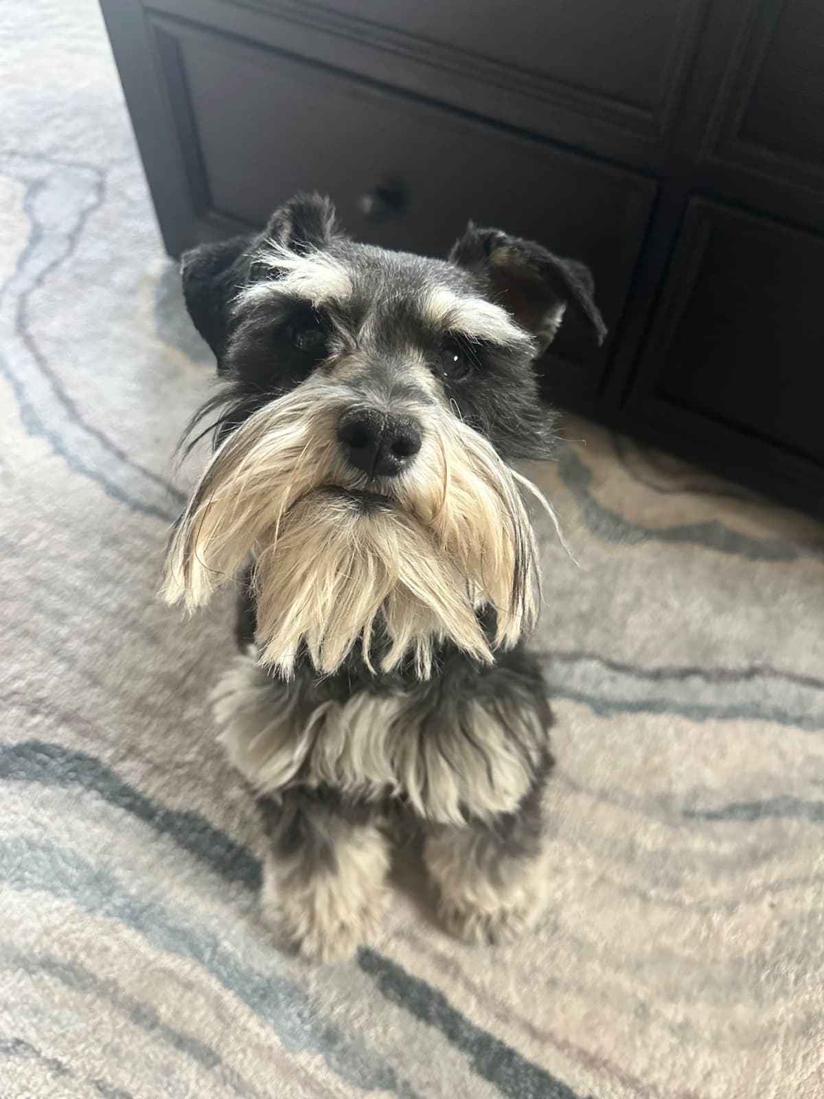 Male Mini Schnauzer Indiana breeder image 1