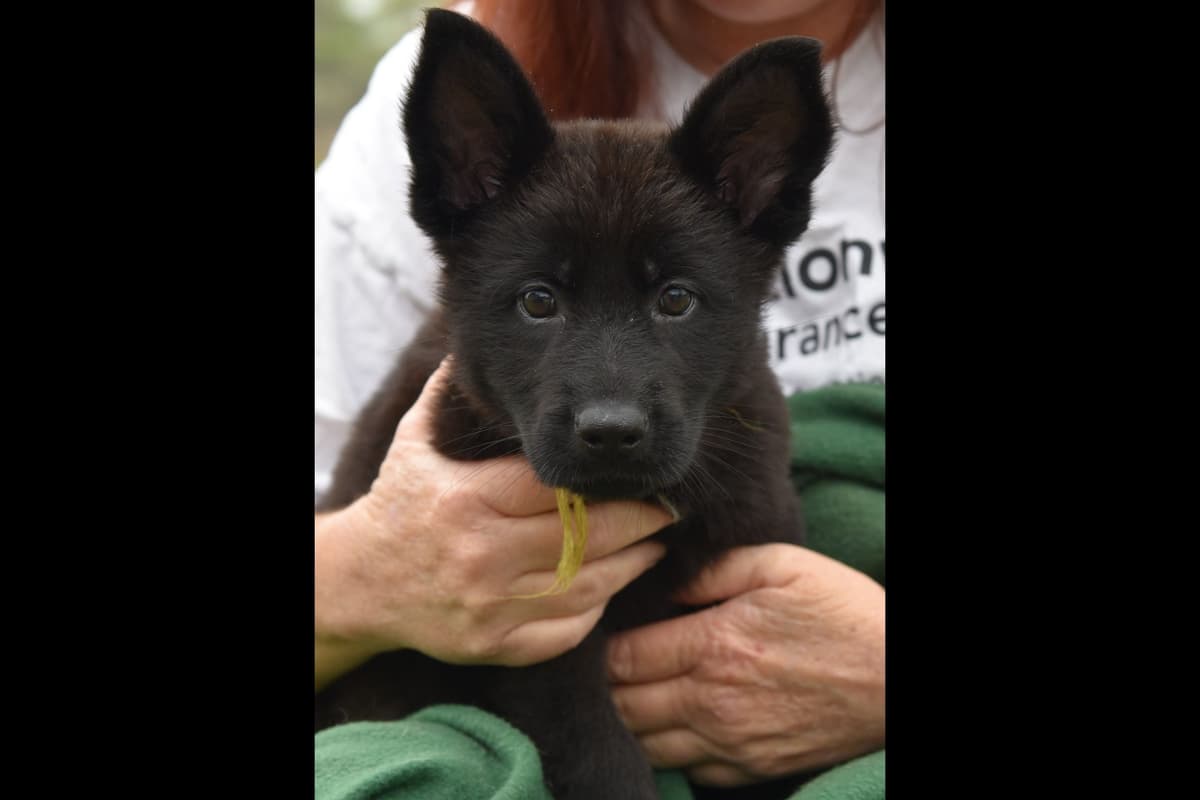 Solid black all DDR line female pup breeder image 6
