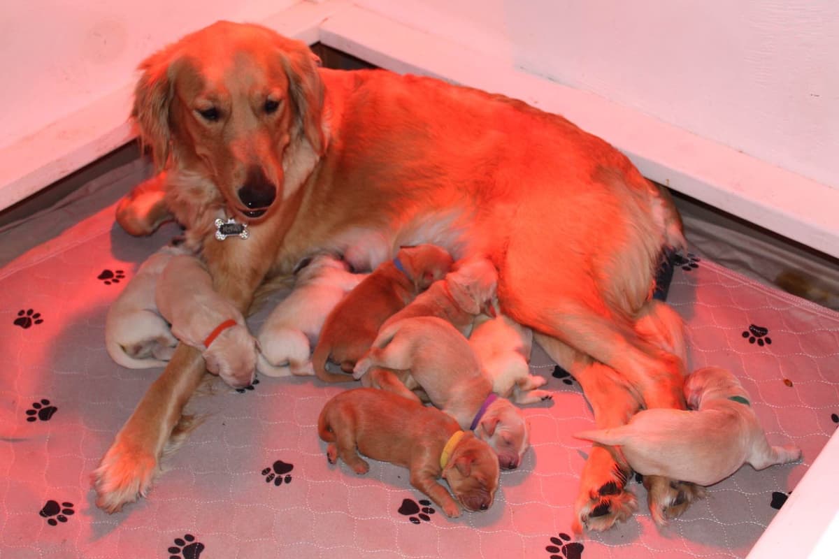 Golden Retriever Puppies breeder image 4