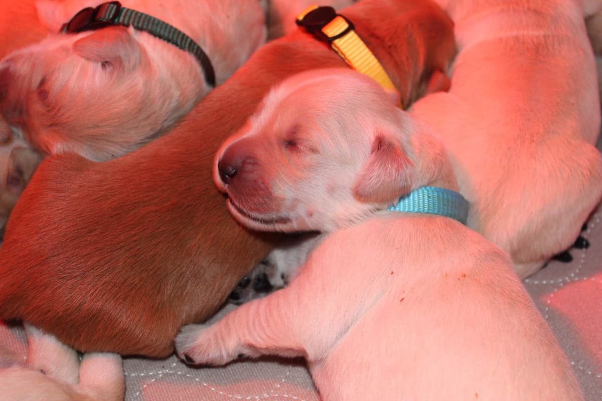Golden Retriever Puppies breeder image 5