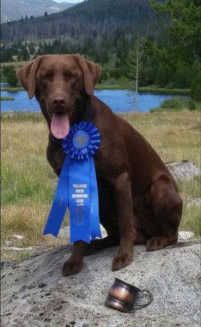 Labrador Retriever Puppies breeder image 10