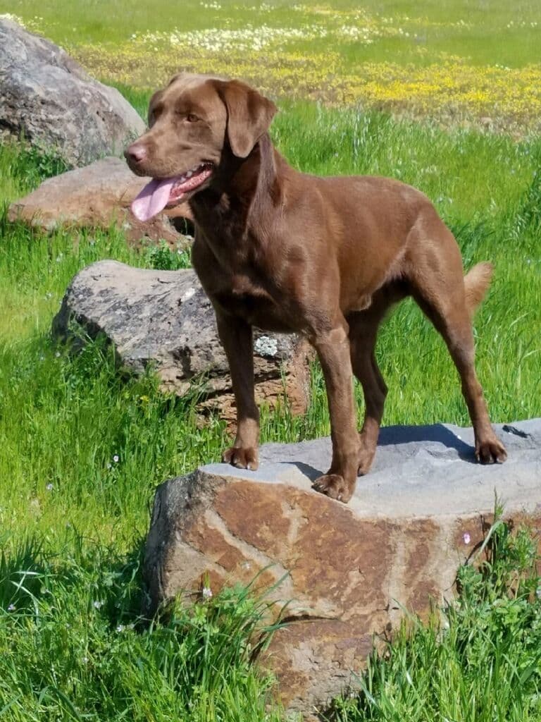 Labrador Retriever Puppies breeder image 11